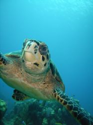 This guy was so curious, it was like he wanted to play. by Lora Tucker 